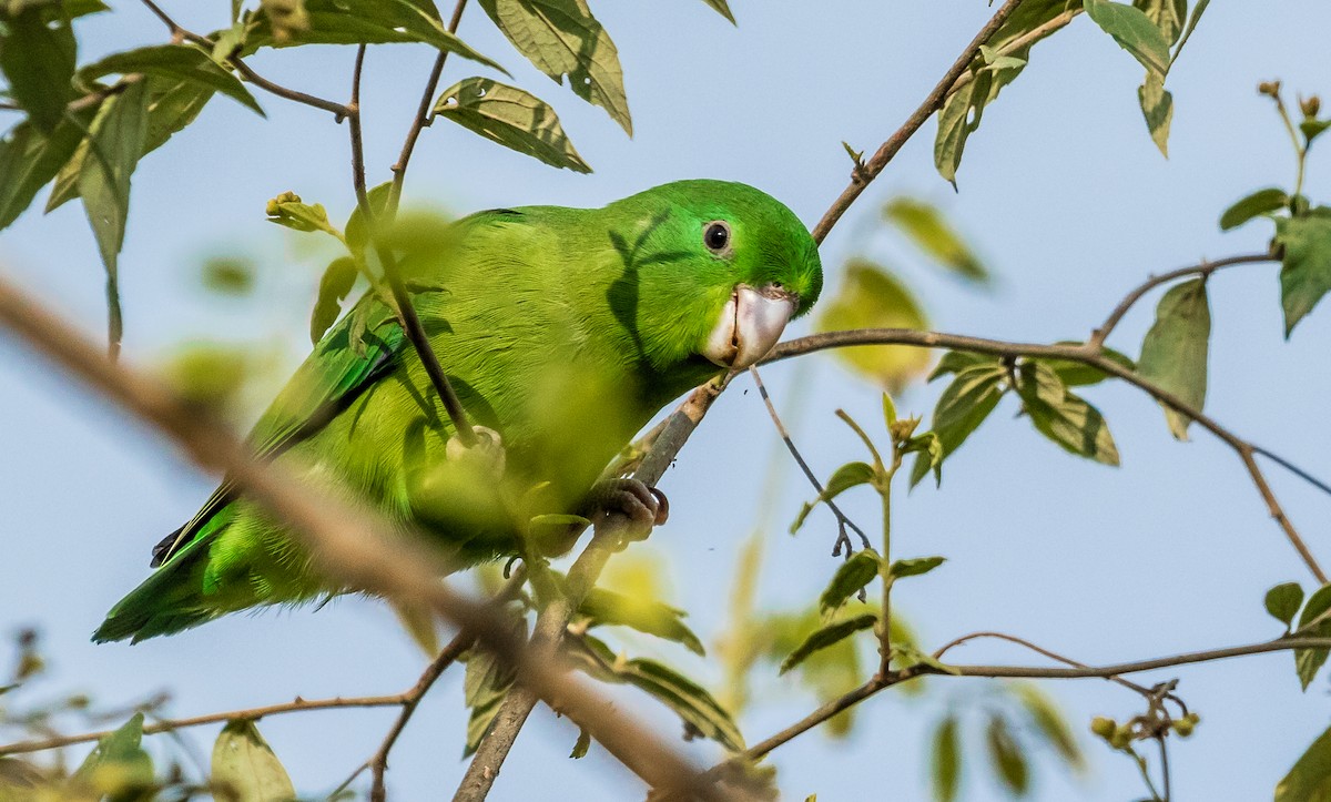 Spectacled Parrotlet - ML138224701