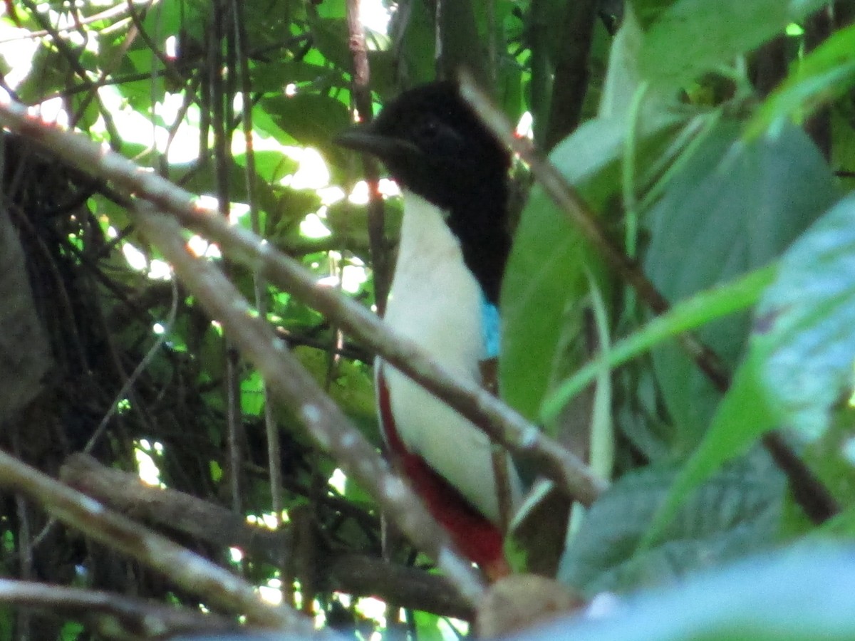 Ivory-breasted Pitta - ML138225781