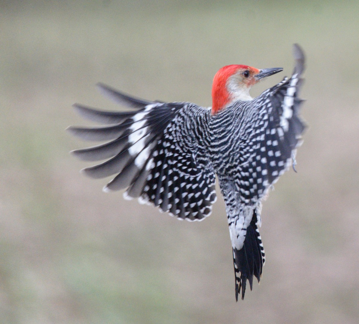 Red-bellied Woodpecker - ML138226581