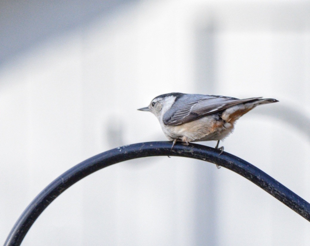 White-breasted Nuthatch - ML138226711