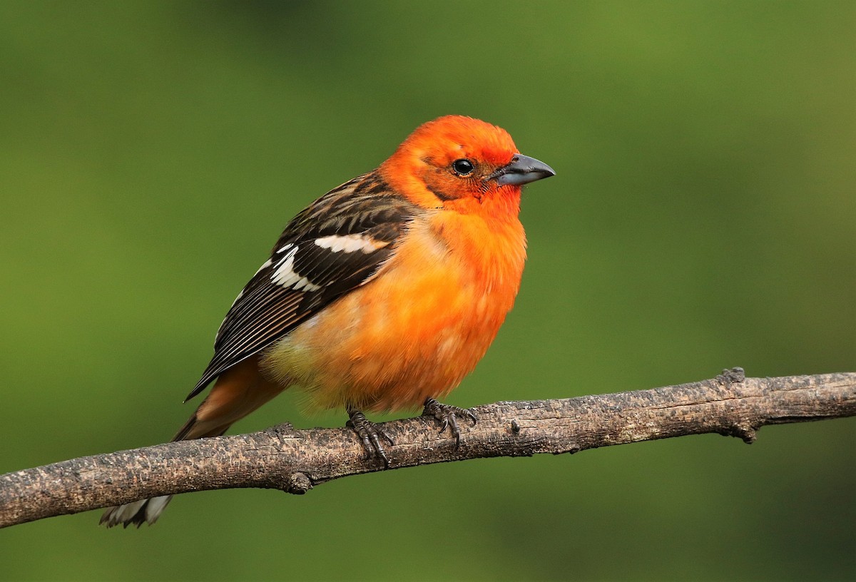 Flame-colored Tanager - ML138232721