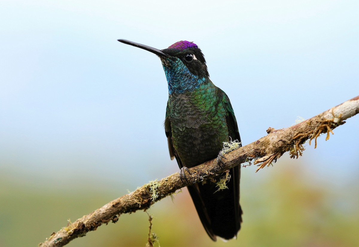 Talamanca Hummingbird - ML138233301