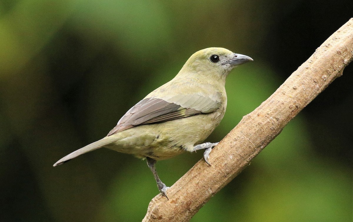 Palm Tanager - ML138233791