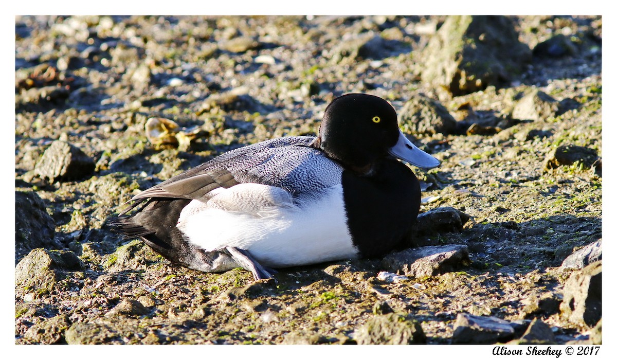 Greater Scaup - ML138234121
