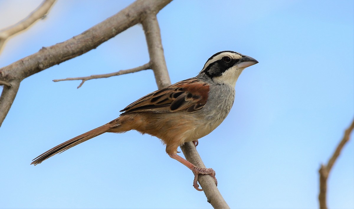 Stripe-headed Sparrow - Carlos Sanchez