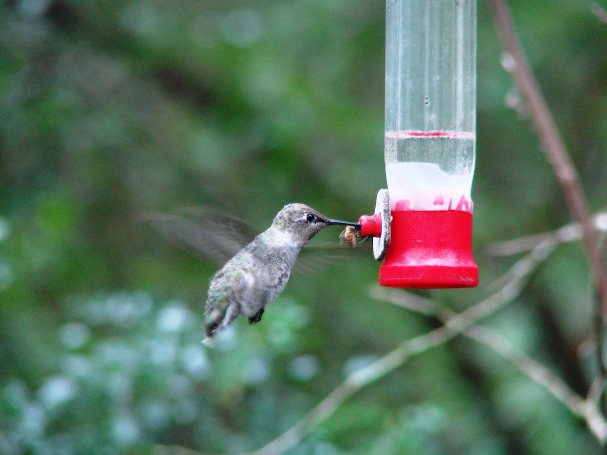 Anna's Hummingbird - Dan Sherick
