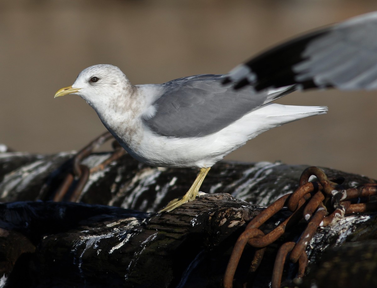 Short-billed Gull - Micah Silver