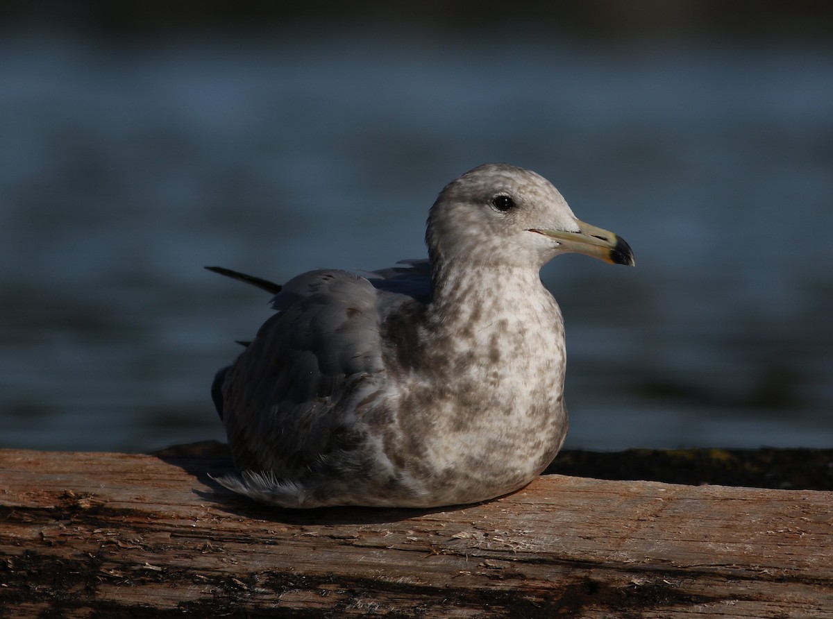 California Gull - Micah Silver