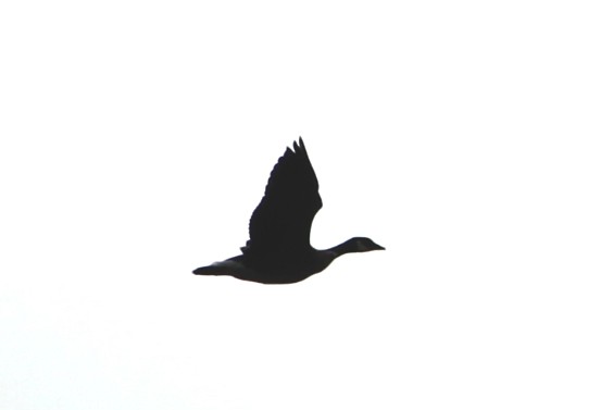 Cackling Goose (Aleutian) - ML138241451