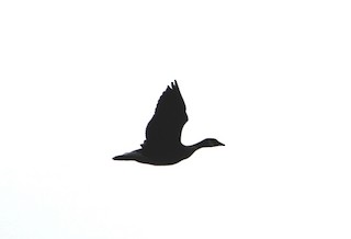 Cackling Goose (Aleutian), ML138241451