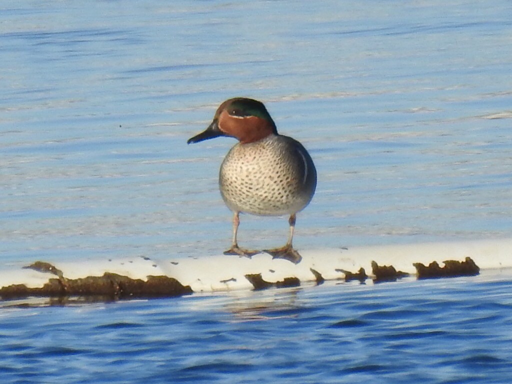 Green-winged Teal - Brian Johnson