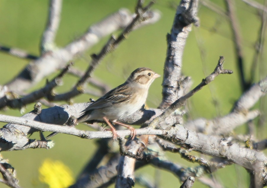 Clay-colored Sparrow - ML138244631