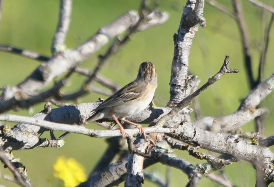 Clay-colored Sparrow - ML138244651
