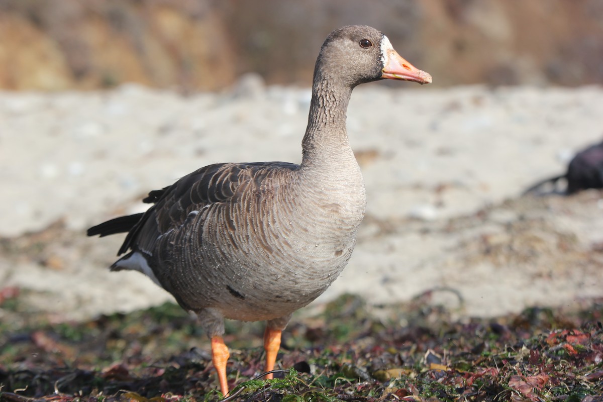 Greater White-fronted Goose - ML138245321
