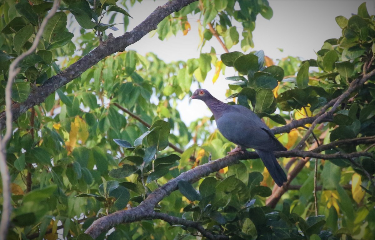 Scaly-naped Pigeon - ML138248311