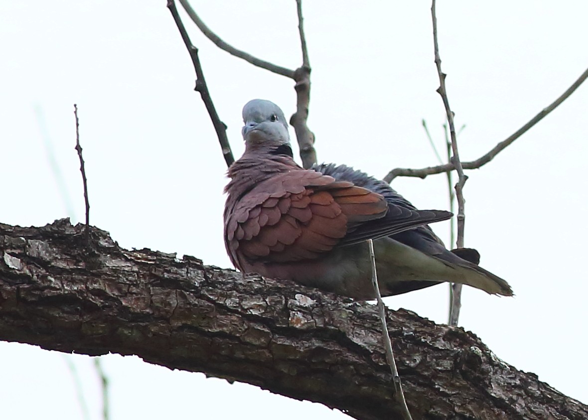 Red Collared-Dove - Piming Kuo