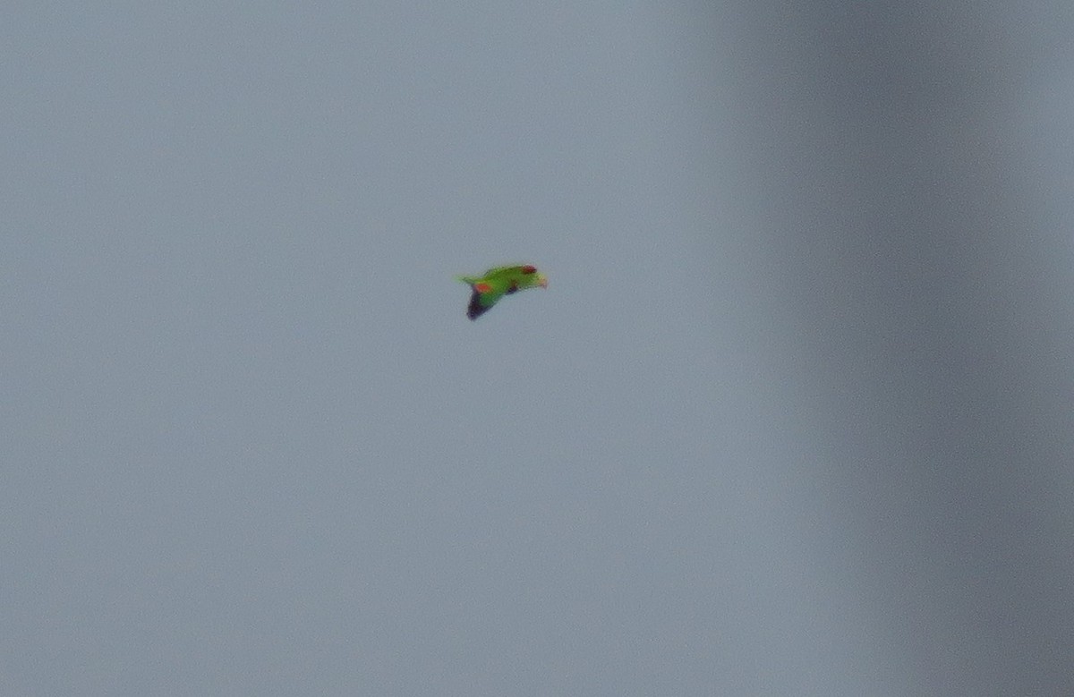 Yellow-crowned Parrot - ML138249341
