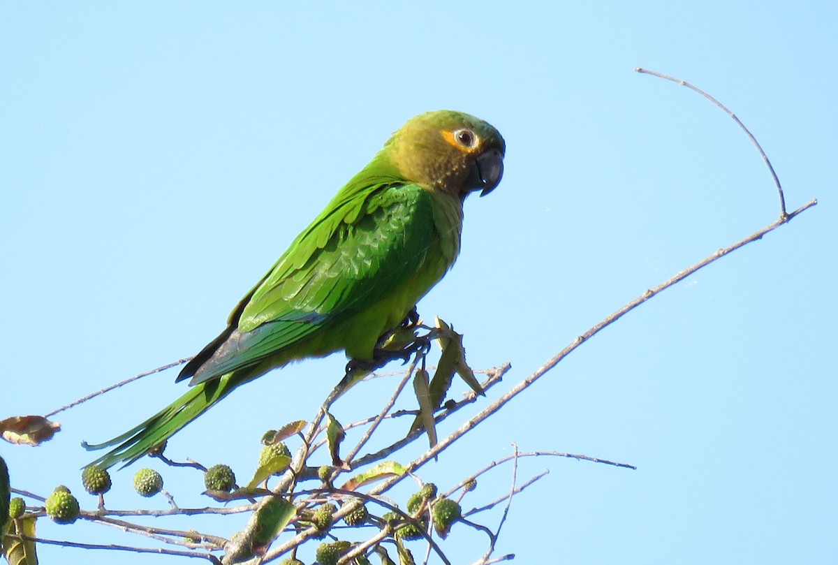Brown-throated Parakeet - ML138249521