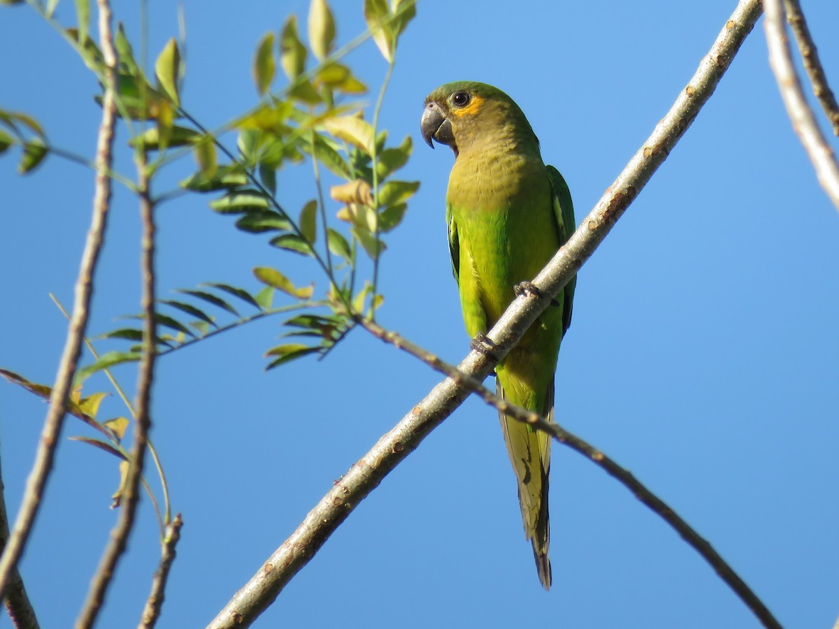 Brown-throated Parakeet - Oliver  Komar