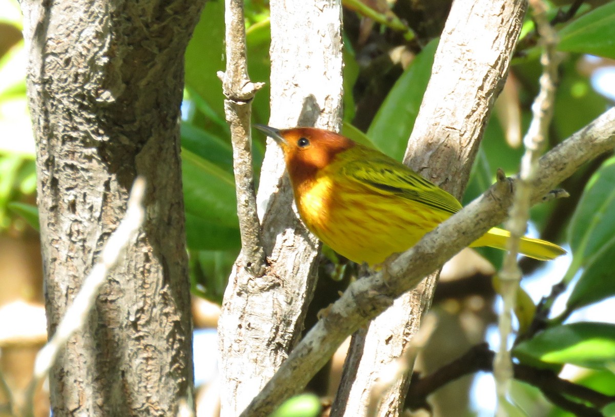 Yellow Warbler (Mangrove) - ML138250031