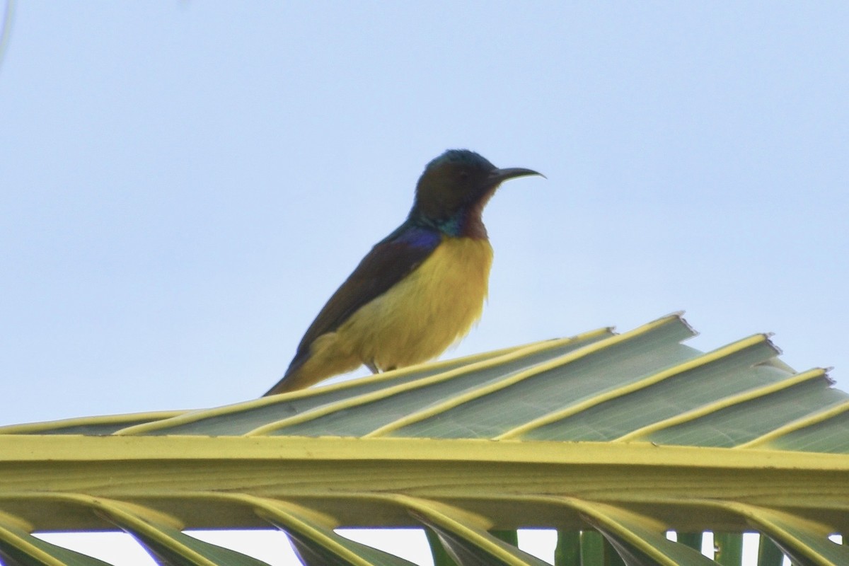 Brown-throated Sunbird - Lance Rathbone