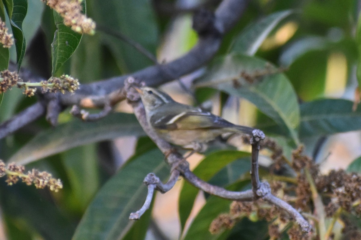 Yellow-browed Warbler - ML138252931