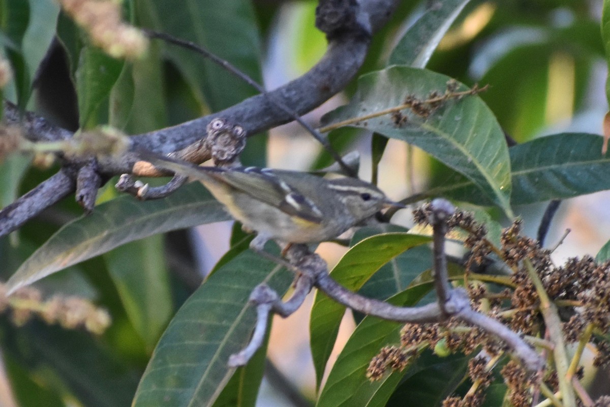 Yellow-browed Warbler - ML138252941