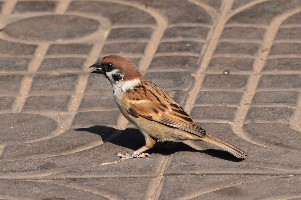 Eurasian Tree Sparrow - ML138253881