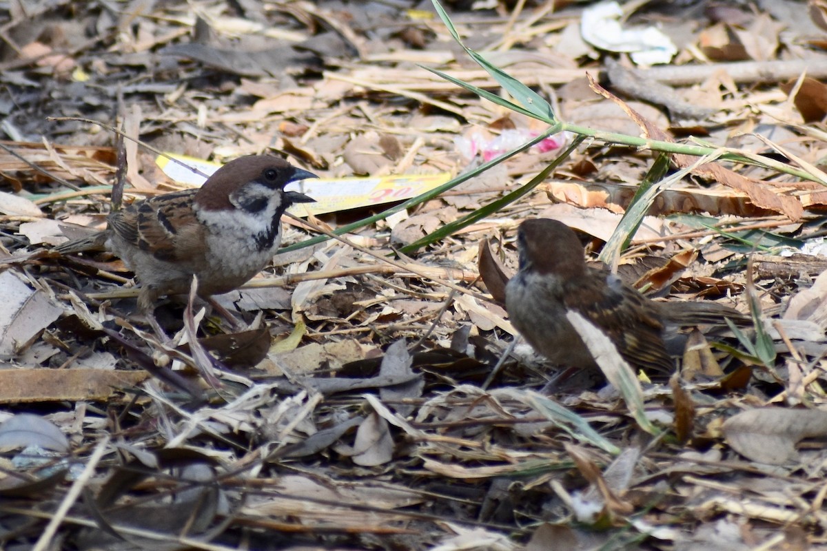 Eurasian Tree Sparrow - Lance Rathbone