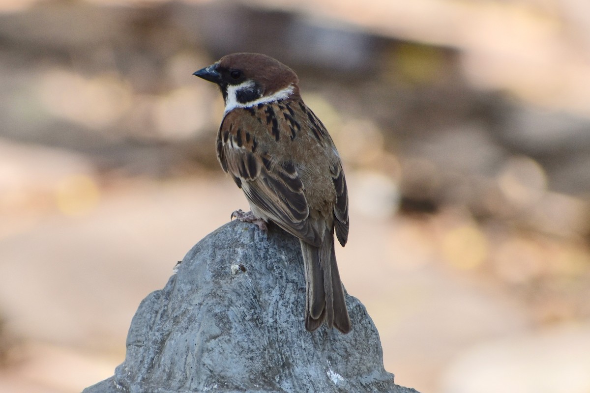 Eurasian Tree Sparrow - ML138254521