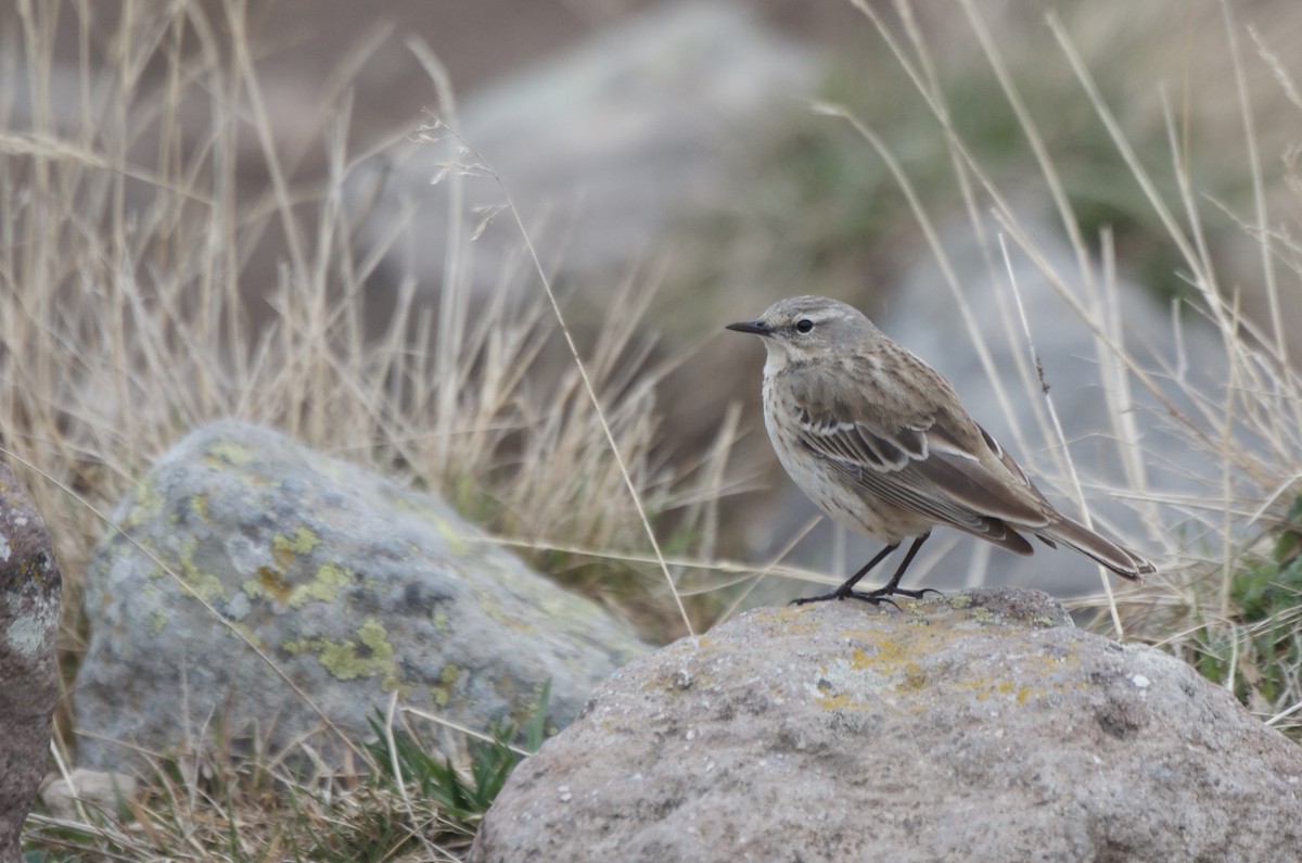 Water Pipit - Aidan Place