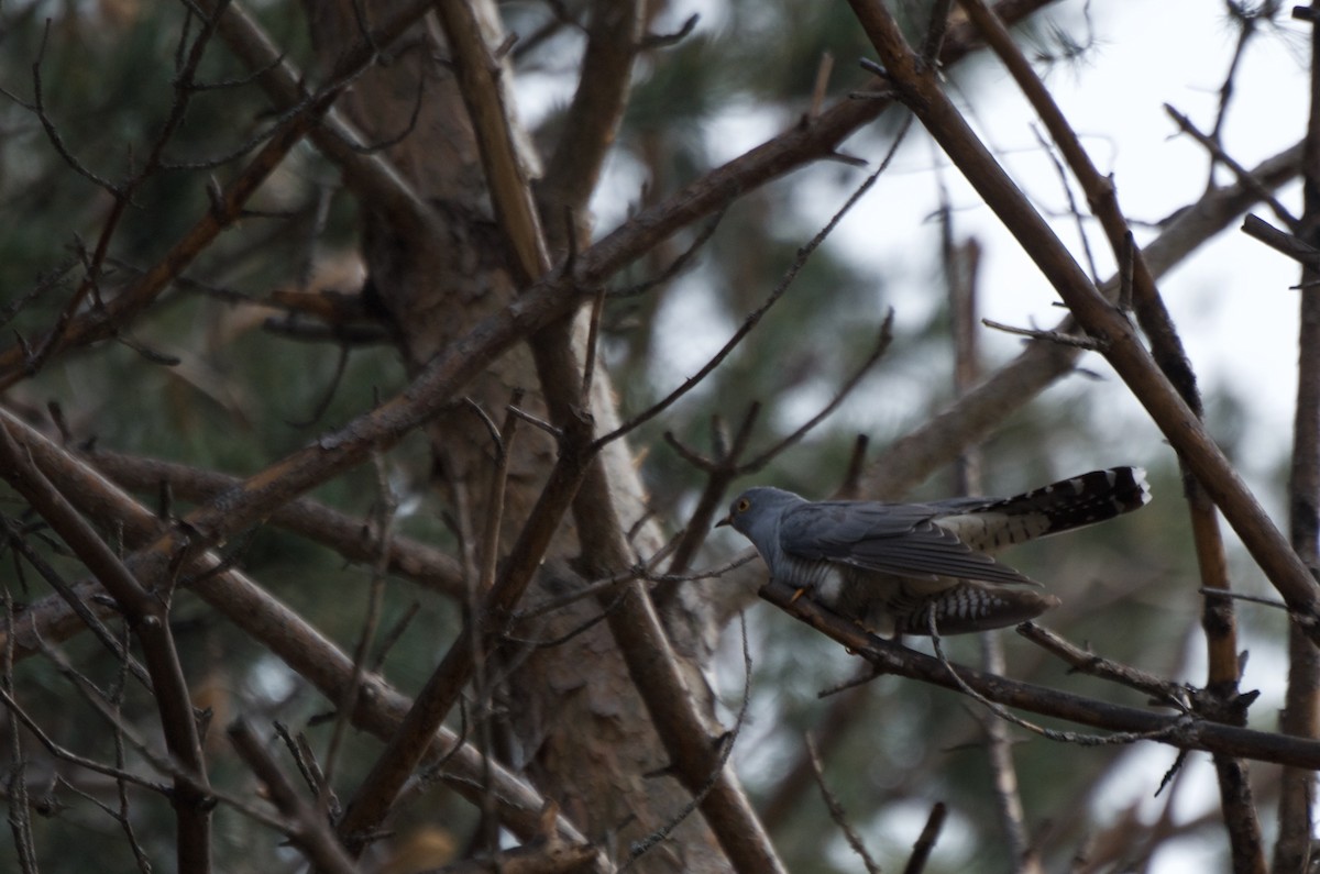 Common Cuckoo - Aidan Place