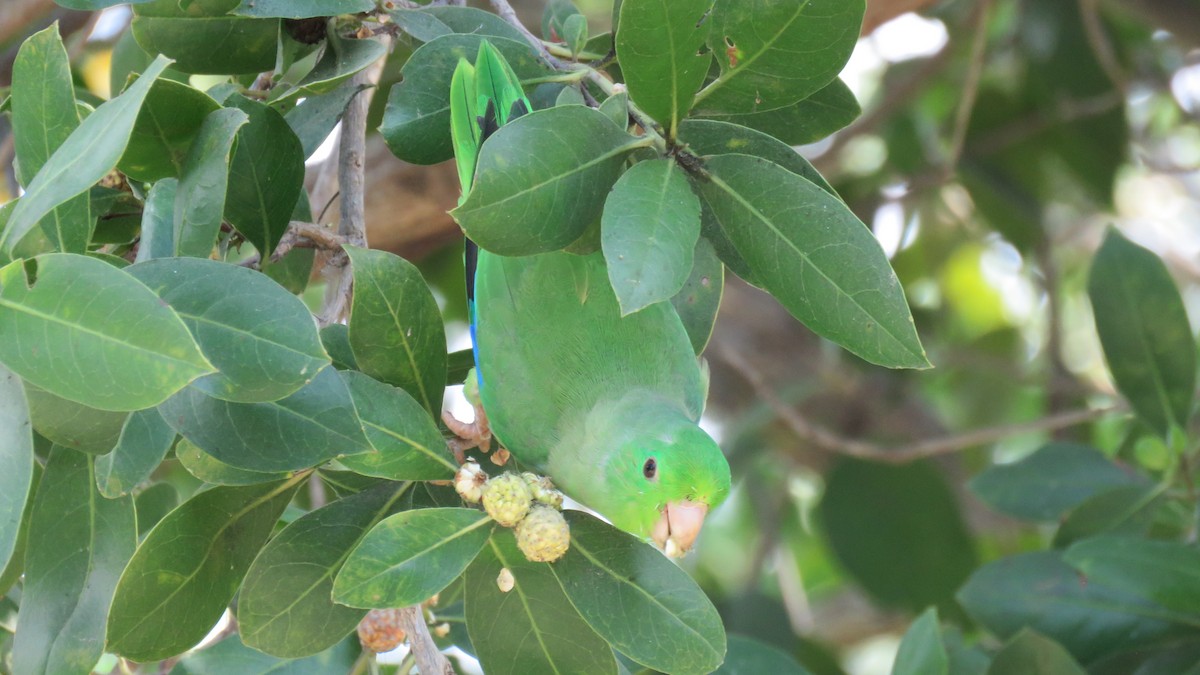 Turquoise-winged Parrotlet - ML138259521