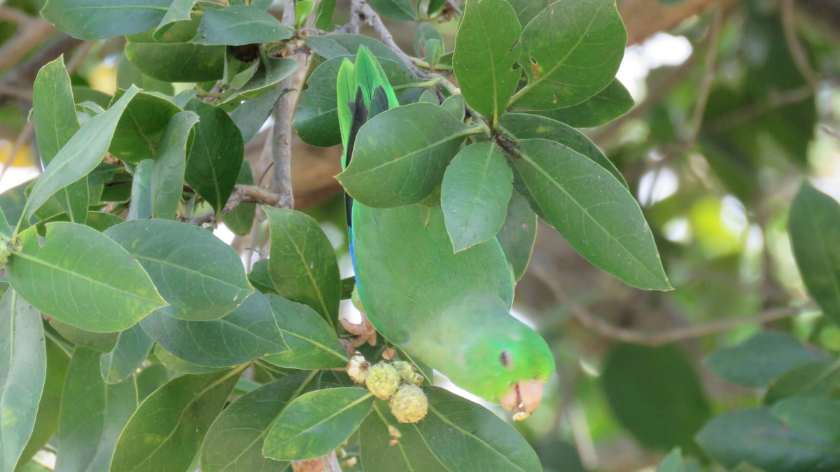 Turquoise-winged Parrotlet - ML138259551