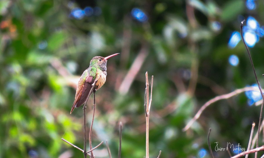 Buff-bellied Hummingbird - Jairo Martínez