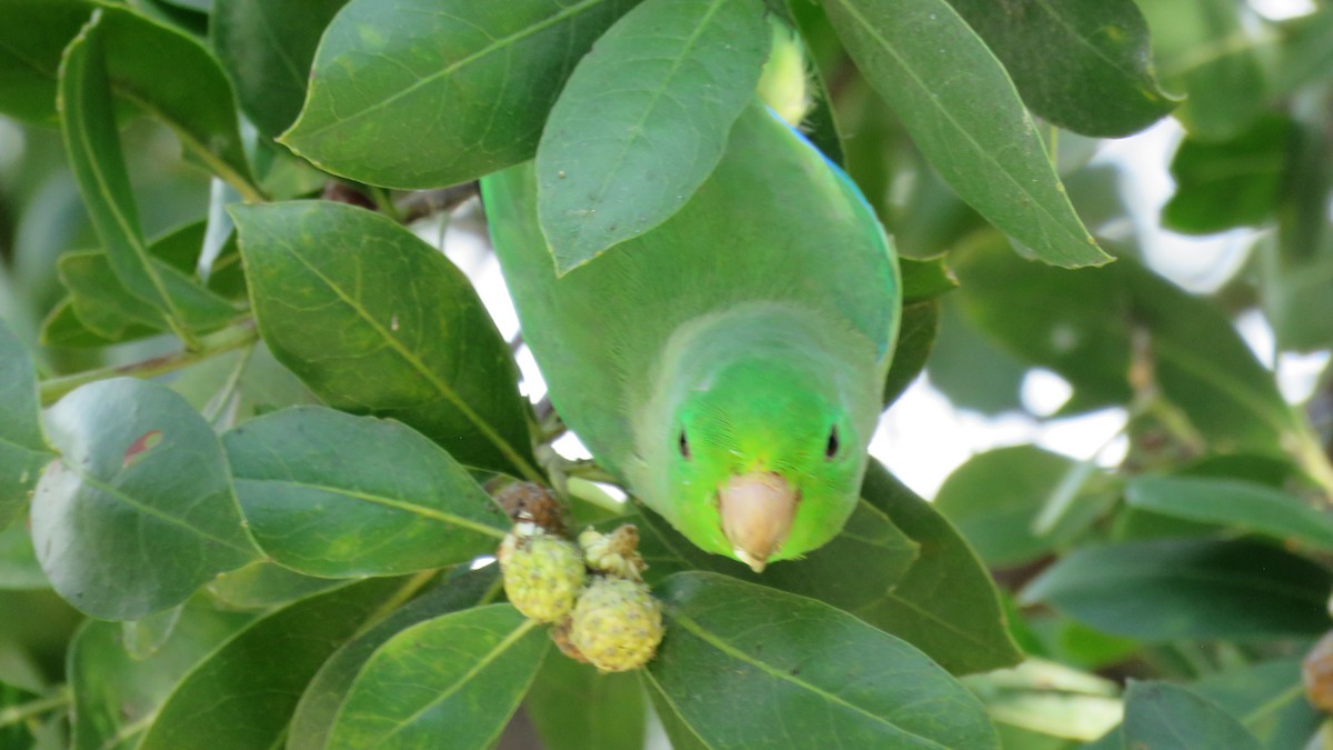 Turquoise-winged Parrotlet - ML138259721