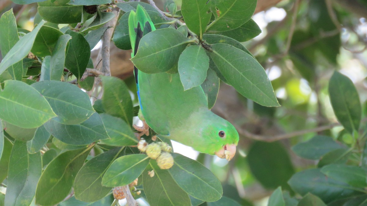 Turquoise-winged Parrotlet - ML138259731