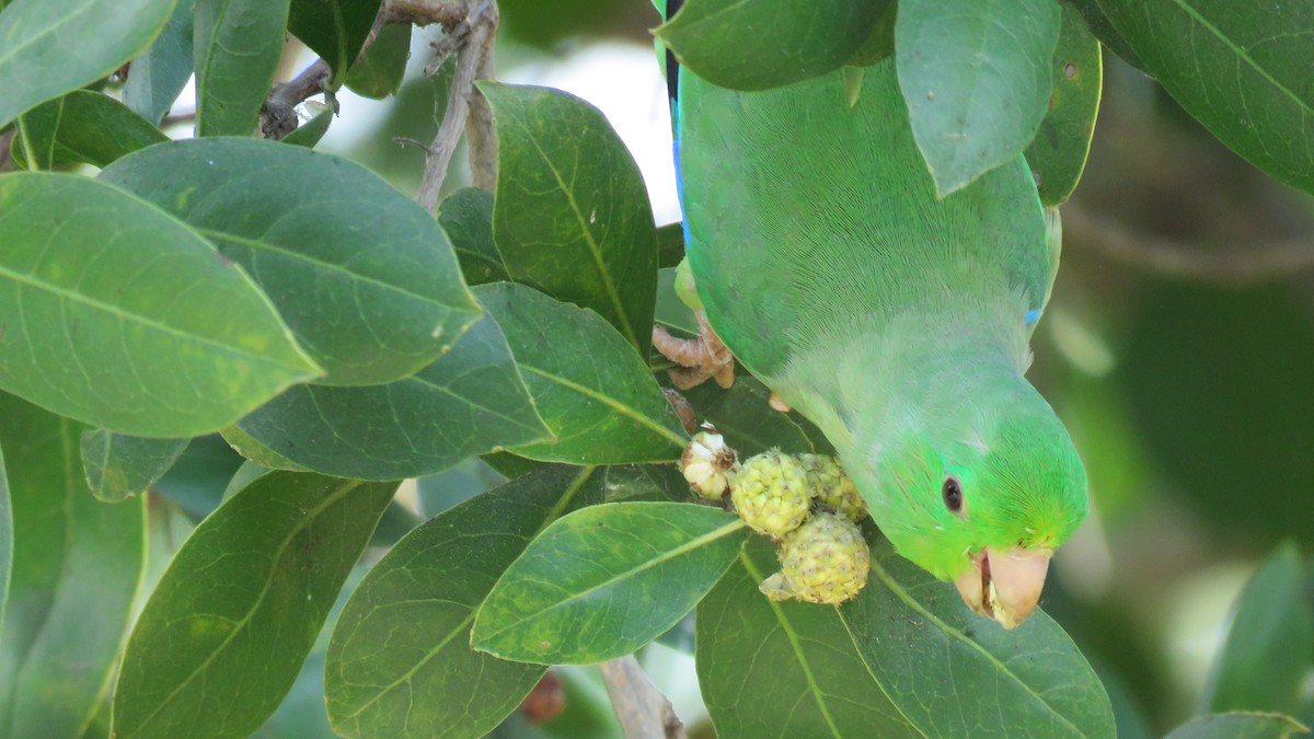 Turquoise-winged Parrotlet - ML138259741