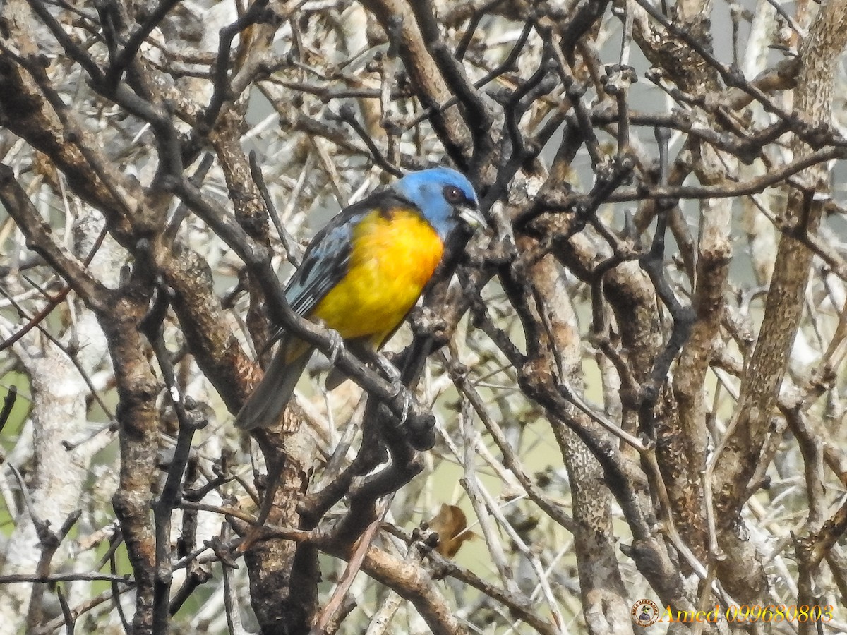 Blue-and-yellow Tanager - ML138261031