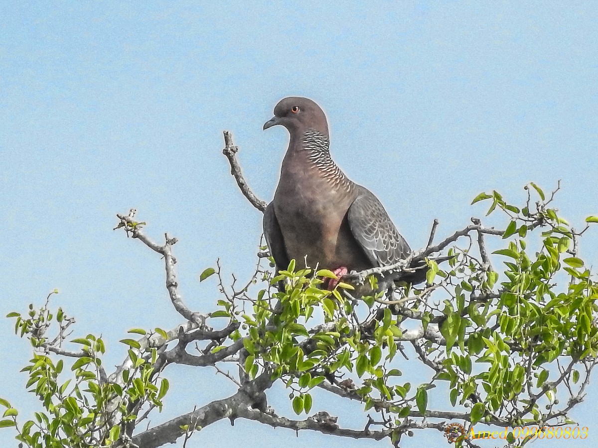 Picazuro Pigeon - ML138261101