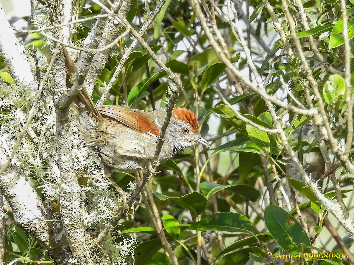 Spix's Spinetail - Amed Hernández