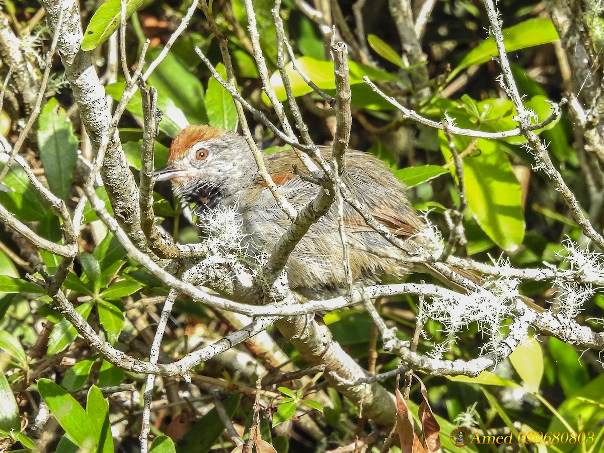 Spix's Spinetail - Amed Hernández