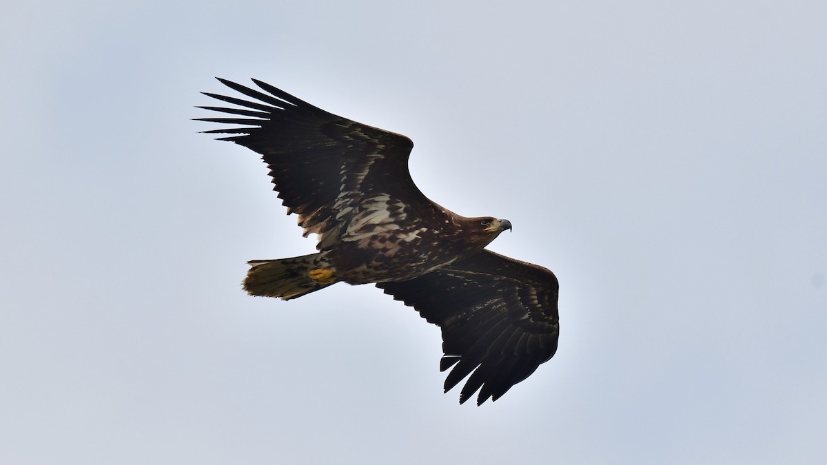 White-tailed Eagle - Albert Tsai