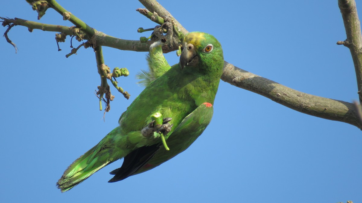 Yellow-crowned Parrot - ML138262901