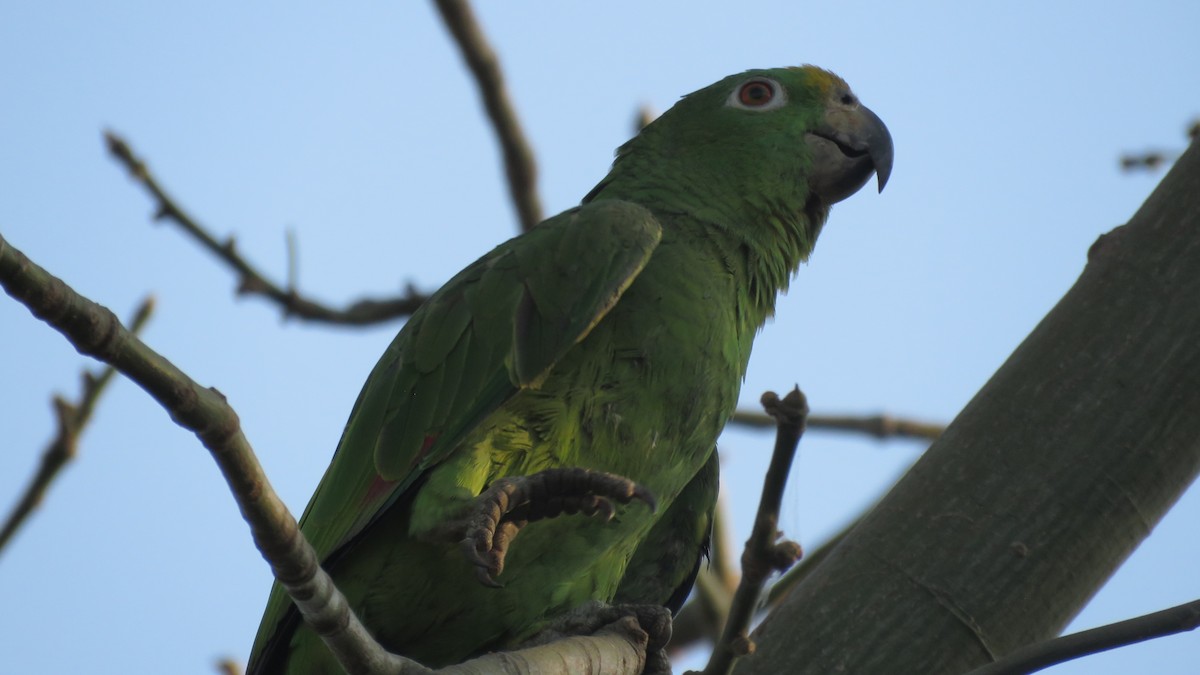 Yellow-crowned Parrot - ML138262981