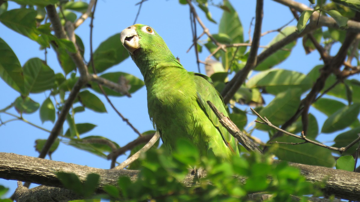Yellow-crowned Parrot - ML138263061