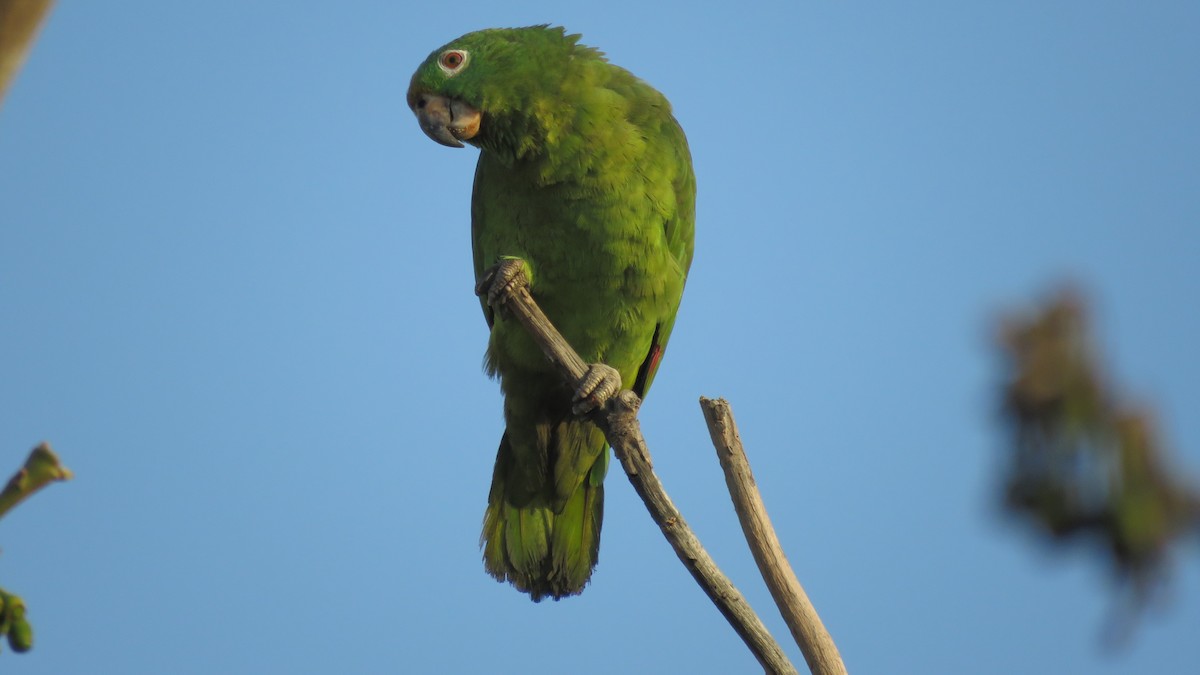 Yellow-crowned Parrot - ML138263131