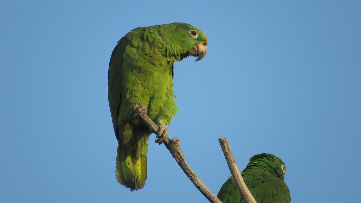 Yellow-crowned Parrot - ML138263141