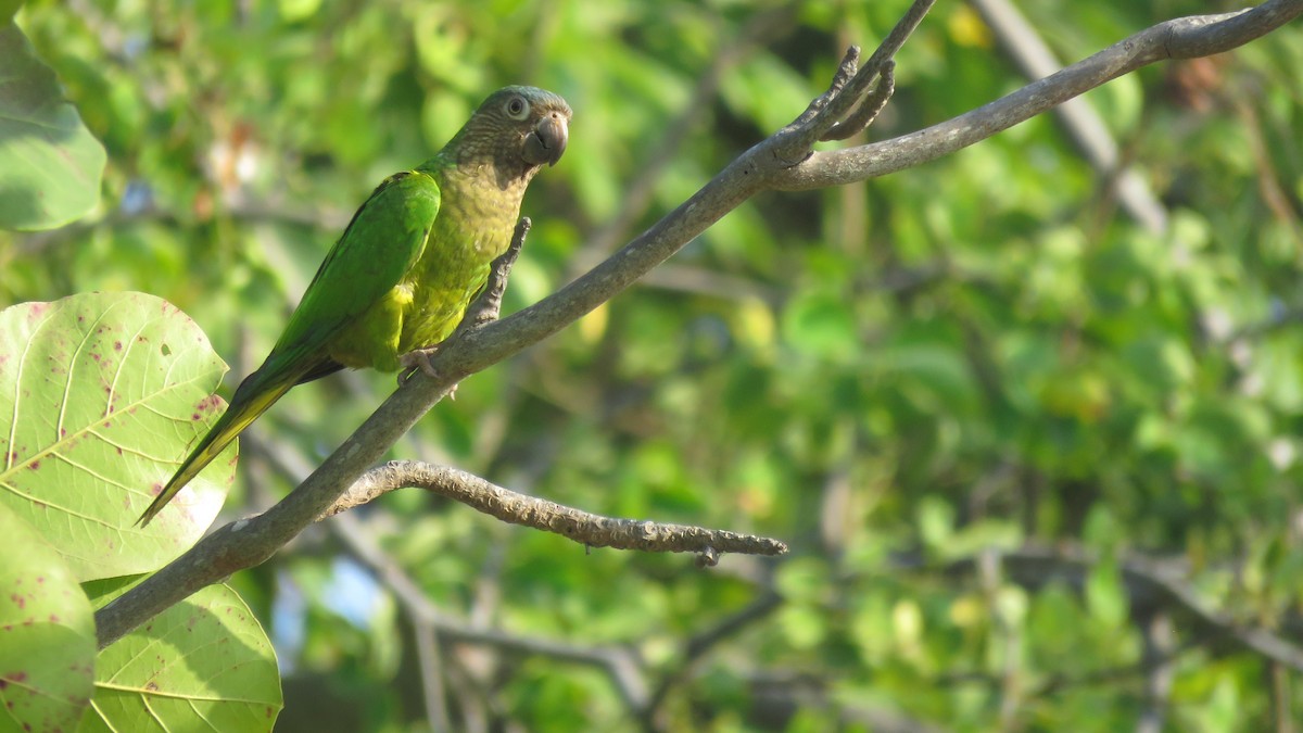Brown-throated Parakeet - ML138263161