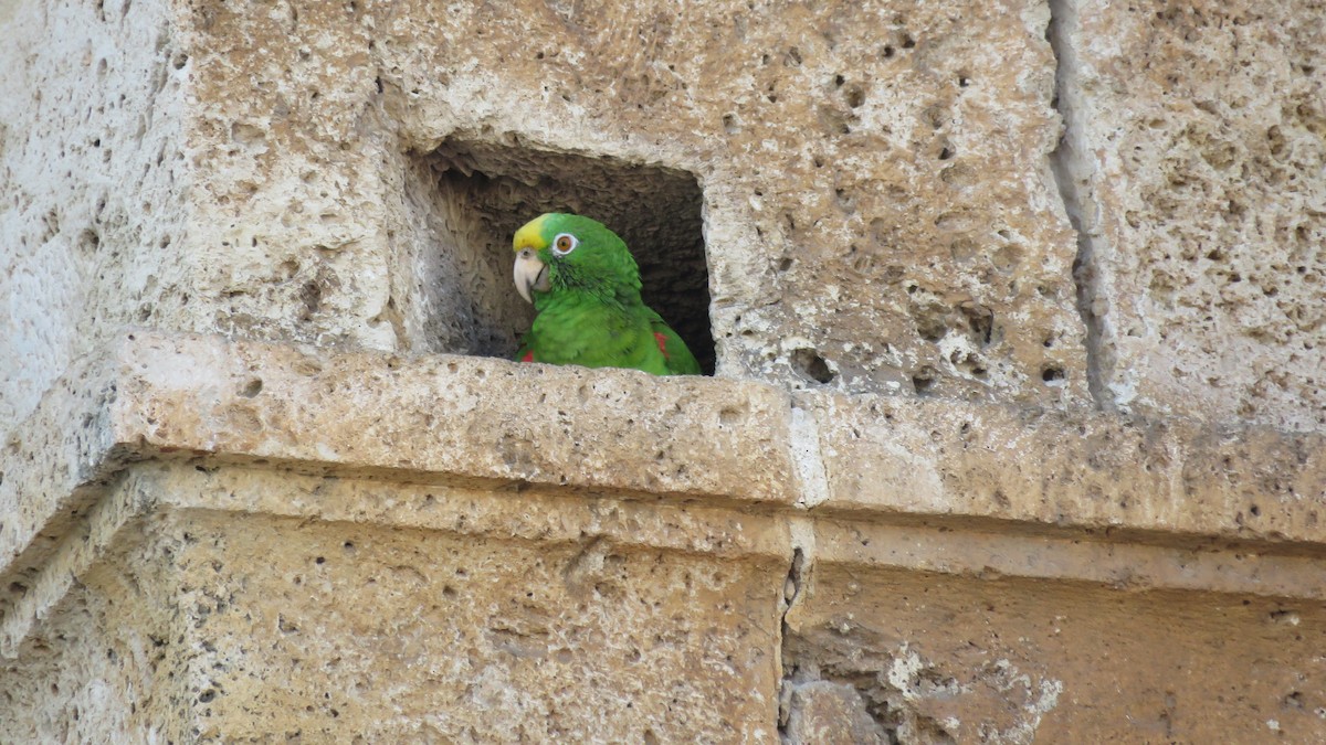 Yellow-crowned Parrot - ML138263171